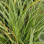 Carex 'Evercream' GM C5