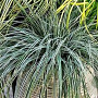 Carex 'Everest' C1.5 wortelecht