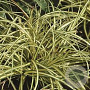 Carex 'Evergold' C1.5 wortelecht