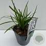 Carex 'Evergreen' GM 2,0L