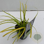 Carex 'Everillo' GM C5