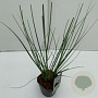 Cortaderia sell. 'Mini Pampas' GM 2,0L