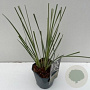 Cortaderia sell. 'Mini Silverpampas' GM 2,0L