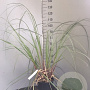 Cortaderia selloana C1.5 wortelecht