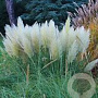 Cortaderia s. 'Splendid Star' GM C5