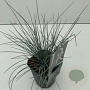 Festuca 'Elijah Blue' GM 2,0L