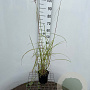 Miscanthus sin. 'Ferner Osten' 40-50 cm 2,5L