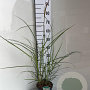 Miscanthus sin. 'Malepartus' GM C3