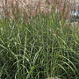 Miscanthus sin. 'Malepartus' GM 10L