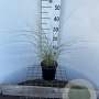 Miscanthus sin. 'Morning Light' 30-40 cm 2,5L