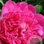 Paeonia (LD) 'Felix Crousse' GM 2,0L