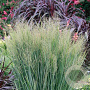 Panicum virg. 'Northwind' GM C5