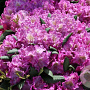 Rhododendron (Y) 'Bohlken's Lupineberg' 25-30 cm 5,0L