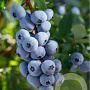 Vaccinium cor 'Brigitta' 30-40 cm 3,0L