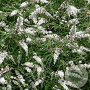 Vitex agnus Castus Alba 25-30 cm 3,5L