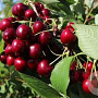 Prunus a. 'Schneid. Späte Knorpel.' 20-25 HO draadkluit