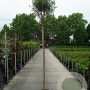 Prunus eminens 'Umbraculifera' 180 cm stam 20L