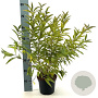 Prunus glandulosa 30-40 cm 3,0L