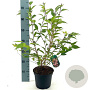 Prunus incisa 'Paean' 30-40 cm 3,0L