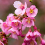 Prunus 'Kursar' 10-12 HO draadkluit