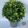 Prunus l. 'Ani' 40 cm 12L bol
