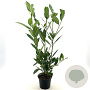 Prunus l. 'Caucasica' 60-65 cm 3,0L