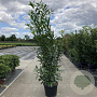 Prunus l. 'Caucasica' 175-200 cm 35L