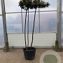 Prunus l. 'Caucasica' 220 cm cont. 130L dakvorm