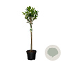 Prunus l. 'Caucasica' 80 cm stam 10L bol