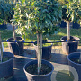 Prunus l. 'Caucasica' 80 cm stam cont. 70L