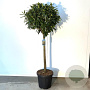 Prunus l. 'Caucasica' 90 cm stam 18L bol