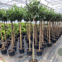 Prunus l. 'Caucasica' 160 cm stam 25L bol