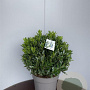 Prunus l. 'Gajo' 45-50 cm 20L bol