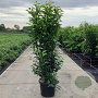 Prunus l. Genolia 200-225 cm 35L