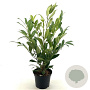 Prunus l. 'Herbergii' 40-50 cm 3,0L