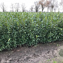 Prunus l. 'Herbergii' 125-150 cm met kluit struik