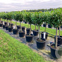 Prunus l. 'Novita' 80 cm stam cont. 70L