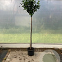 Prunus l. 'Novita' 160 cm stam 25L bol