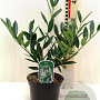 Prunus l. 'Otto Luyken' 40-45 cm 3,0L