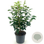 Prunus lusitanica 50-60 cm 3,0L