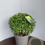 Prunus lusitanica 'Angustifolia' 40-50 cm 15L bol
