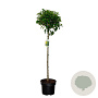 Prunus lusitanica 'Angustifolia' 80 cm stam 10L bol