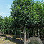 Prunus lusitanica 'Angustifolia' 25-30 HO draadkluit