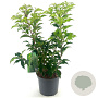 Prunus lusitanica 'Brenelia' 30-40 cm 3,0L