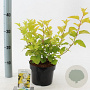 Physocarpus opulif. 'Dart's Gold' 30-40 cm 2,0L