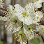 Prunus maackii 'Amber Beauty' 150-175 cm 40L meerstammig