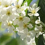 Prunus padus 'Albertii' 8-10 HO draadkluit
