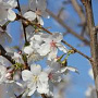 Prunus Royal Flame 16-18 HO draadkluit