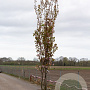 Prunus sargentii 'Rancho' 12-14 HO draadkluit