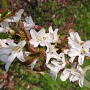 Prunus schmittii 16-18 HO cont. 85L